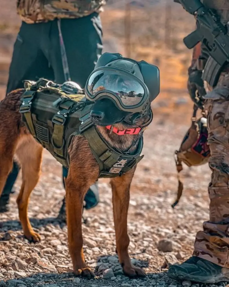 Візуал проєкту K-9 Delivery